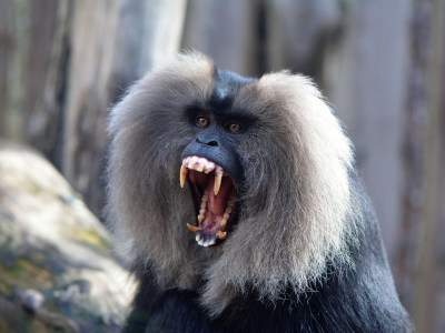 Baardaap - De Zonnegloed - Dierenpark - Dieren opvangcentrum - Sanctuary
